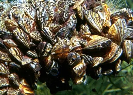 Invasive species like the Zebra Mussel do an enormous amount of damage