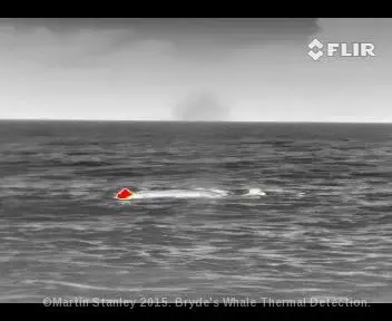 Thermal imaging systems can warn of large marine mammals at a distance great enough for ships to take evasive action. Image: Ocean Life Survey