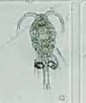 00_78580_bugs-in-the-ballast