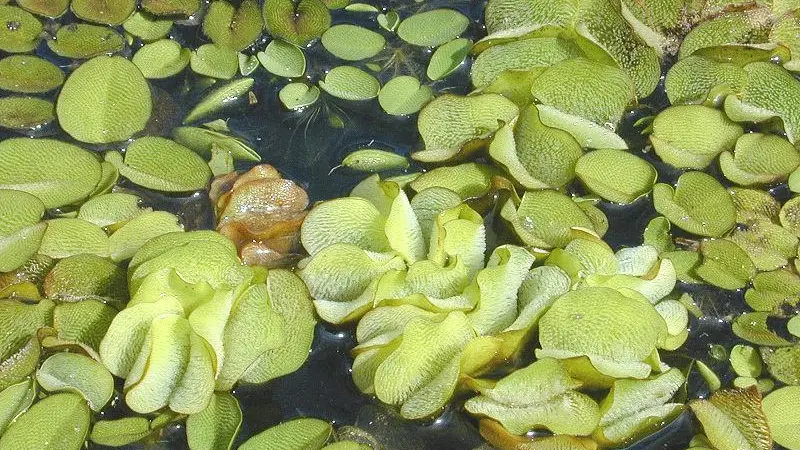 Unlocking the secrets of the water fern Salvinia molesta could reduce hull friction on ships