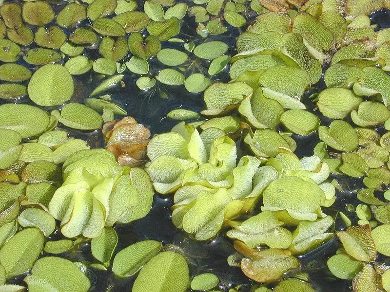 Unlocking the secrets of the water fern Salvinia molesta could reduce hull friction on ships