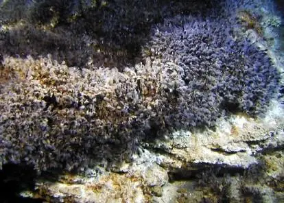 Close-up of large and small barnacles (image: NOAA)