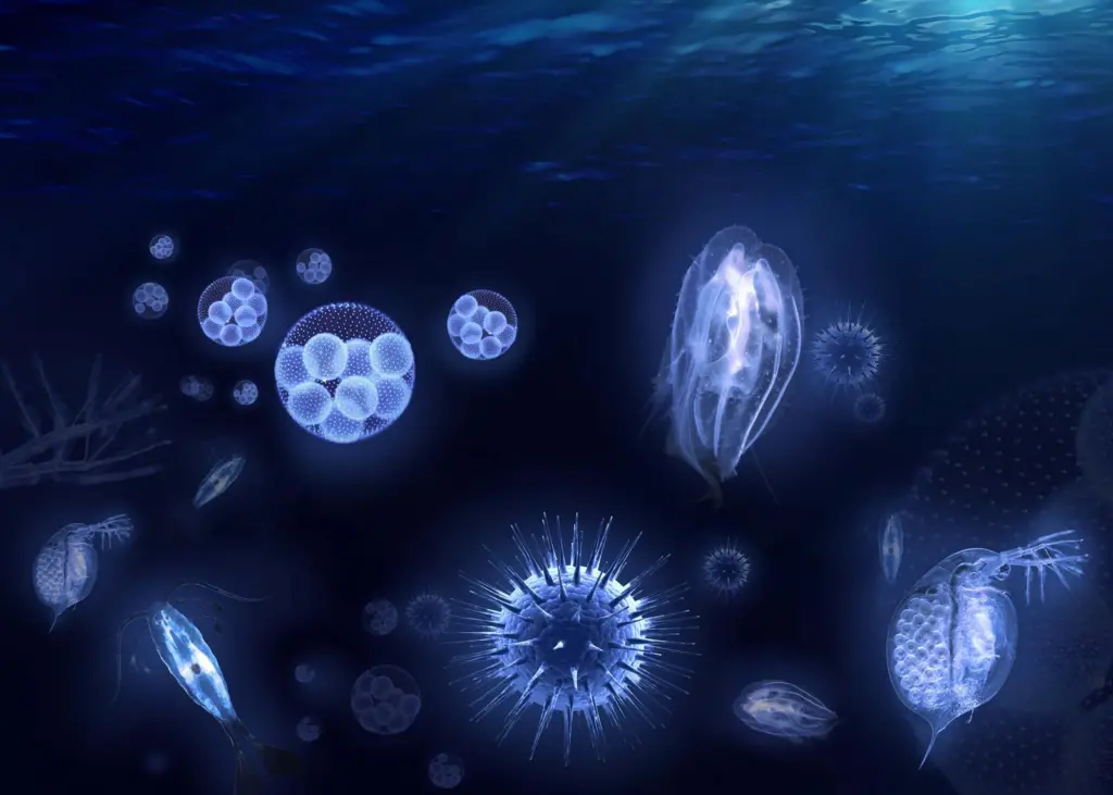 Examples of organisms transported in ballast water