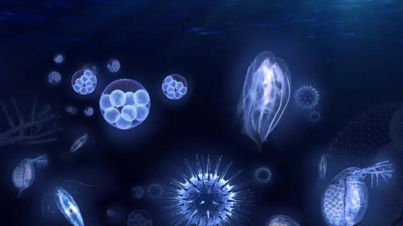 Examples of organisms transported in ballast water