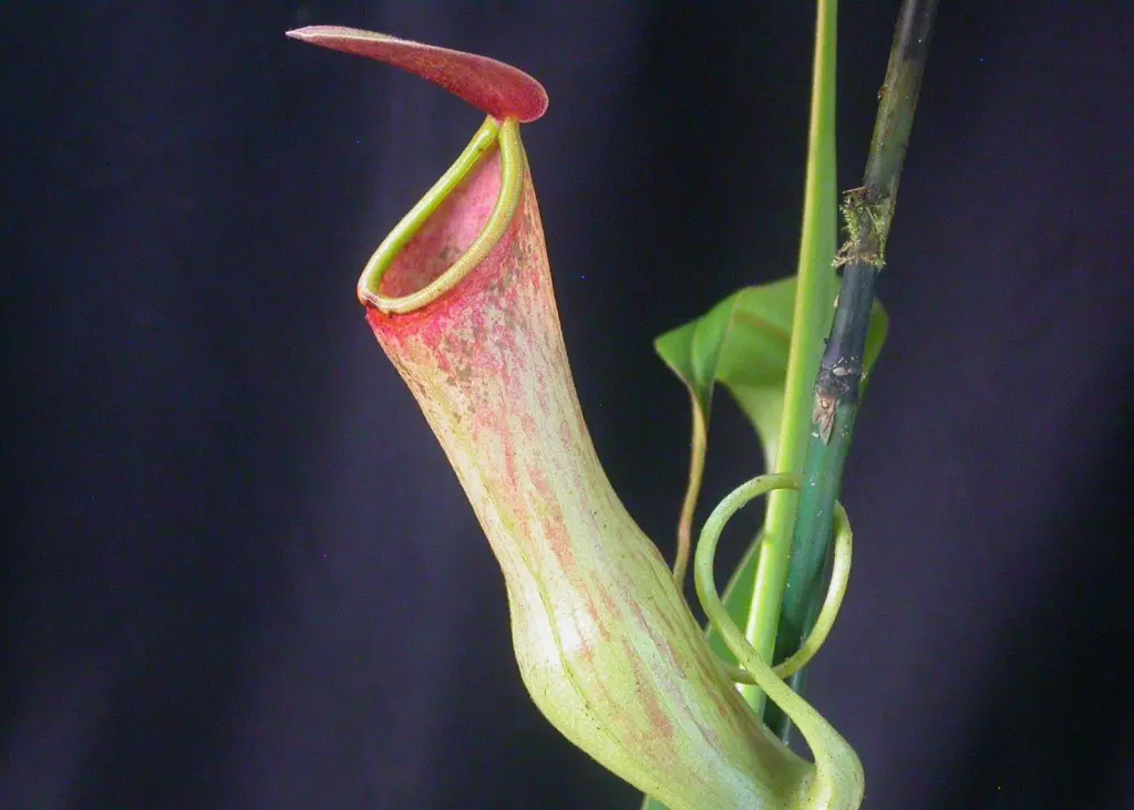 The pitcher plant, Nepenthes, has provided the inspiration for the next generation of anti-fouling hull coatings