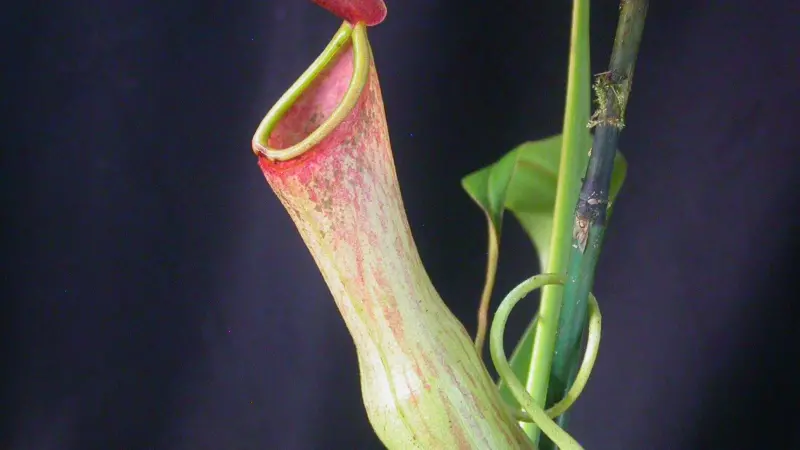 The pitcher plant, Nepenthes, has provided the inspiration for the next generation of anti-fouling hull coatings