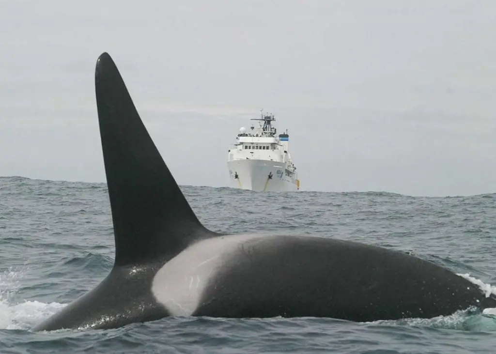 Port dues discounts for vessels with low underwater noise emissions could be a boon fpr marine life in Vancouver's coastal waters