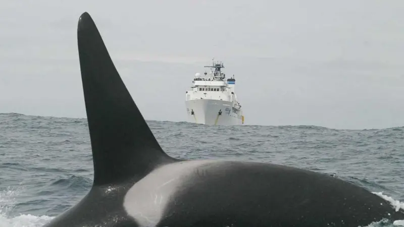 Port dues discounts for vessels with low underwater noise emissions could be a boon fpr marine life in Vancouver's coastal waters