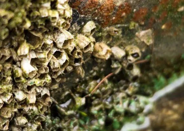 The GloFouling Partnerships project seeks to address biofouling on a ship’s underwater hull and structures