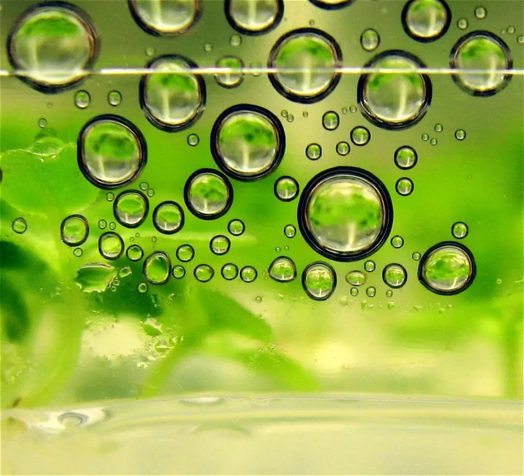 Biofuels picture with green blobs