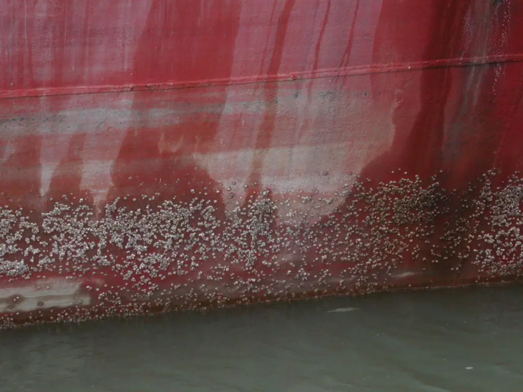 barnacle fouling on ship hull