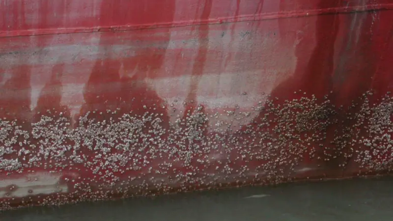 barnacle fouling on ship hull